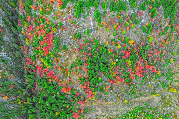 Belle vue sur la nature Slovaquie dans la région de Liptov