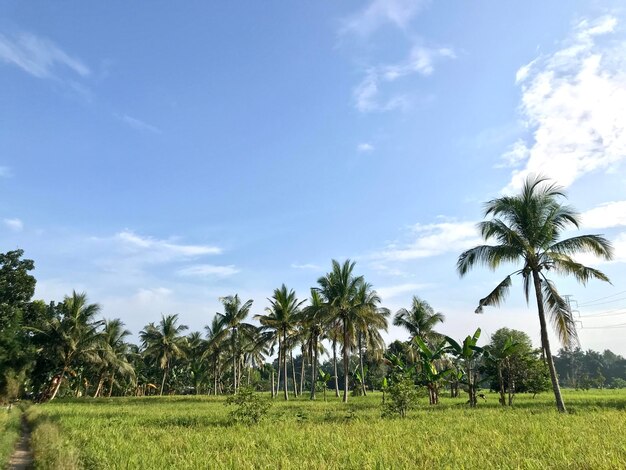 Photo belle vue naturelle des cocotiers dans les rizières vertes et les nuages bleus du ciel en arrière-plan