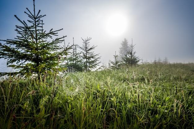 Belle vue naturelle de petits épicéas couverts de brouillard