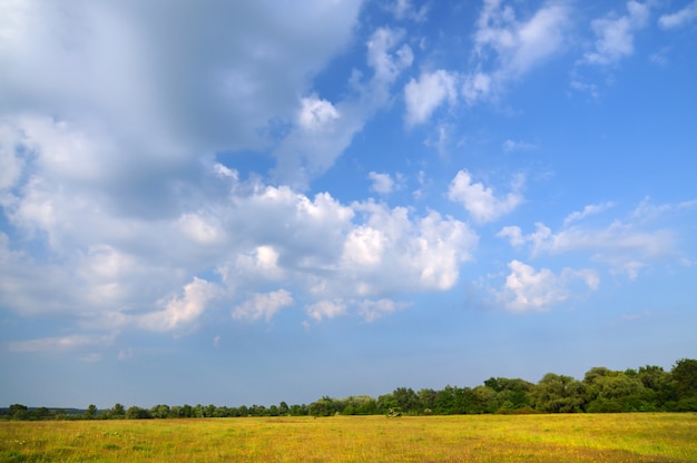 Belle vue panoramique sur les arbres verts dans un champ