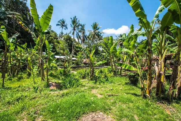 Une belle vue panoramique sur bali indonésie