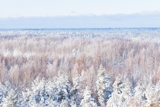 Belle vue panoramique sur l'épinette enneigée un jour d'hiver Fond d'écran nature fabuleuse