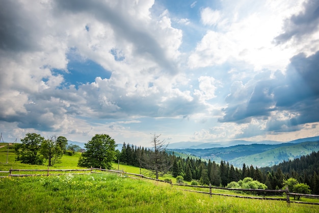 Belle vue panoramique sur les prairies verdoyantes à la surface des grands arbres conifères poussant dans les montagnes apple ensoleillée chaude journée d'été