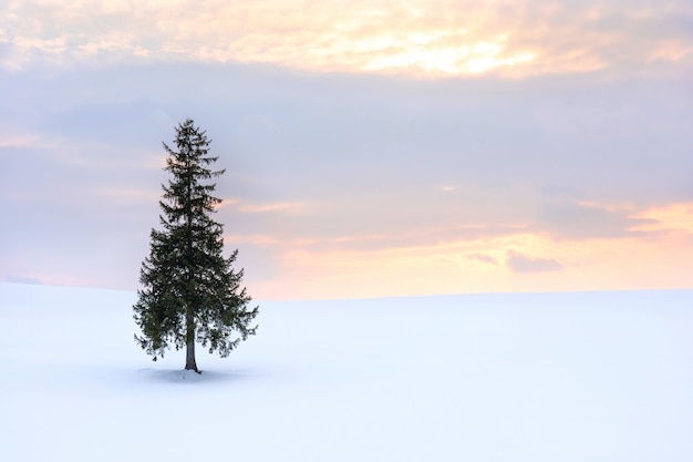 Belle vue panoramique de sapin de Noël sur une neige douce et fond de coucher de soleil ciel crépuscule en hiver.