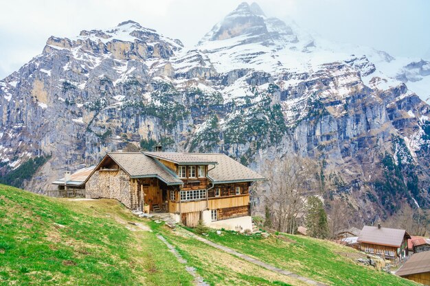 Belle vue sur le paysage des Alpes à gimmelwald murren villages en Suisse champ vert fleur dorée avec montagne enneigée en arrière-plan