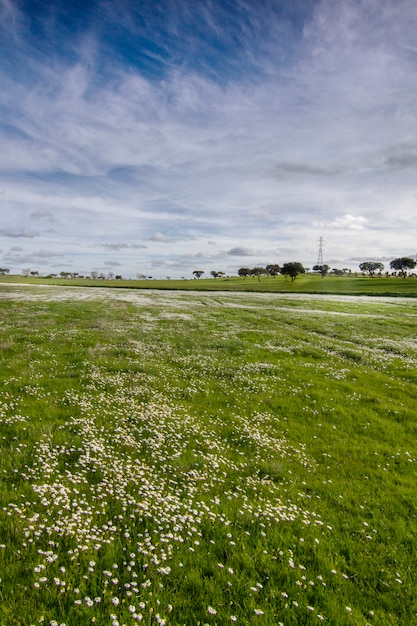 Belle vue sur un paysage de campagne printanière sur la région de l&#39;Alentejo, au Portugal.