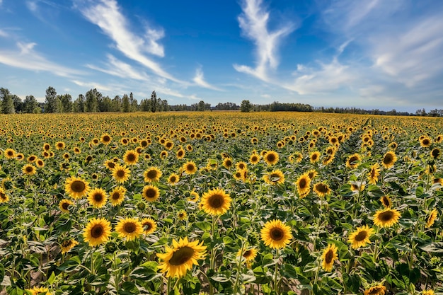 Belle vue sur le paysage de champ de tournesol