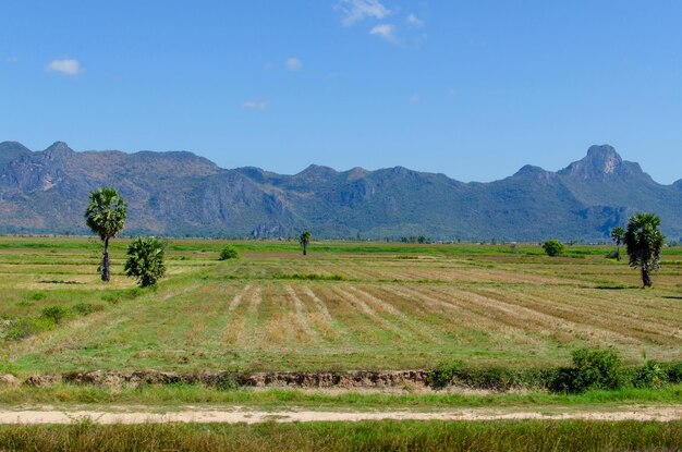 Belle vue sur le paysage depuis l'herbe et la montagne avec fond de ciel bleu