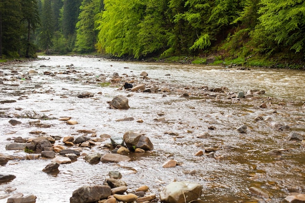 Belle vue sur le paysage d'été avec rivière et forêt