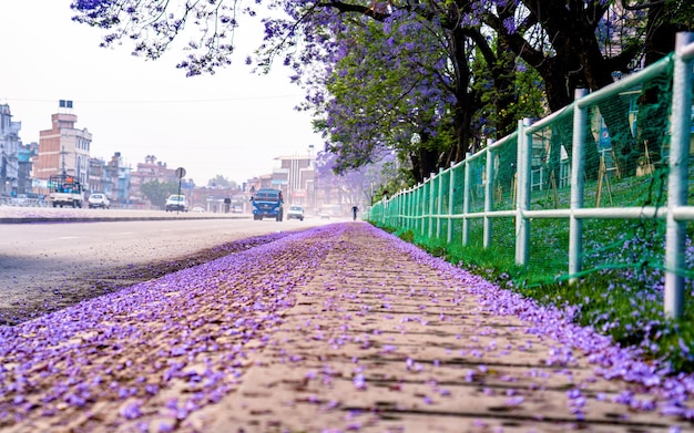 belle vue sur le paysage de la fleur de jacaranda en fleurs pendant la saison du printemps à Katmandou Népal