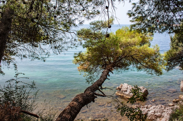 Belle vue paysage sur la mer à travers les pins. Bord de mer avec arbres verts et plantes