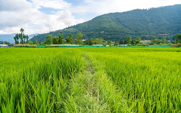 Belle vue sur le paysage des terres agricoles de riz d'été Khojana Lalitpur Népal