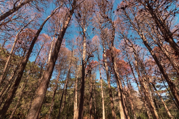 Belle vue sur les pins rouges à Campos do Jordao