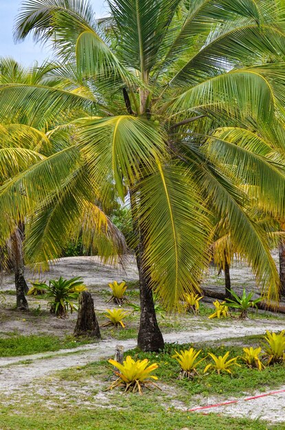 Une belle vue sur la plage à Ilheus Bahia Brésil