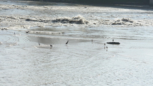 Belle vue sur la plage avec des oiseaux hd