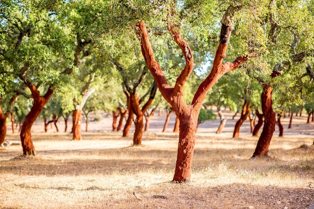 Belle vue sur la plantation de chênes-lièges avec écorce fraîchement émiettée au Portugal