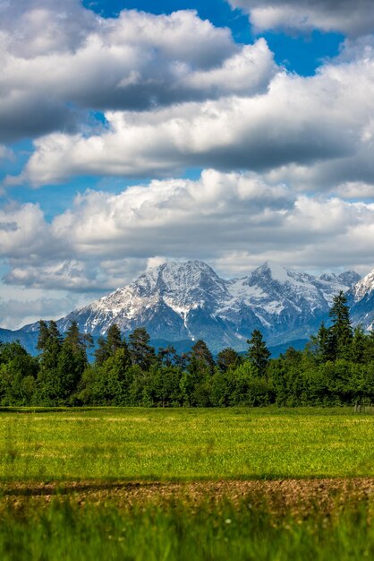 Photo belle vue sur la prairie verte et la forêt avec des montagnes enneigées en arrière-plan