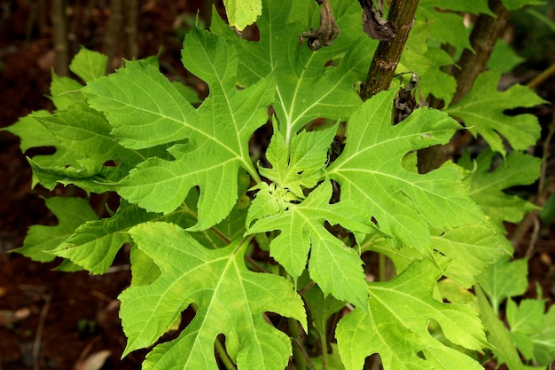 Une belle vue rapprochée de feuilles d'arbres sauvages.