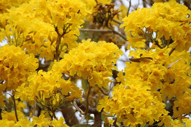 Une belle vue rapprochée des fleurs de Tabebuia Aurea.