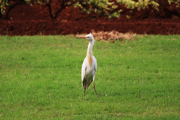 Une belle vue rapprochée de l'oiseau Aigrette.