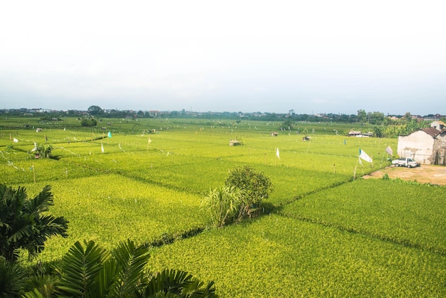 Une belle vue sur la rizière à Bali Indonésie