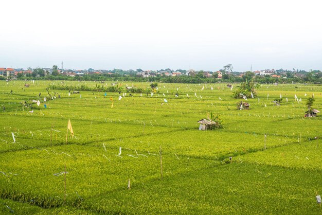 Une belle vue sur la rizière à Bali Indonésie