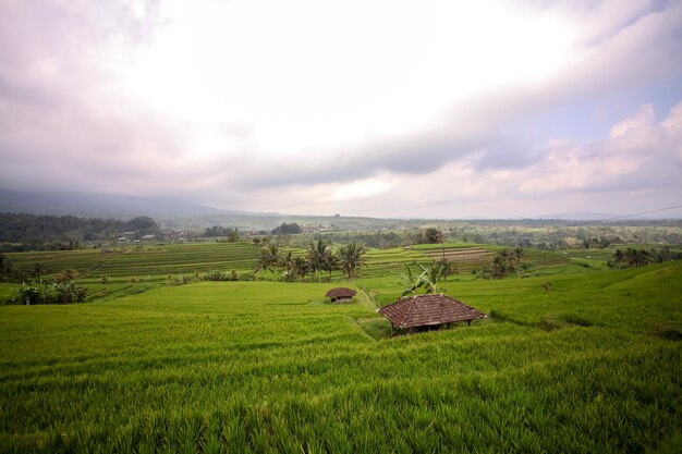 Belle vue sur les rizières en terrasses de Jatiluwih à Bali, Indonésie