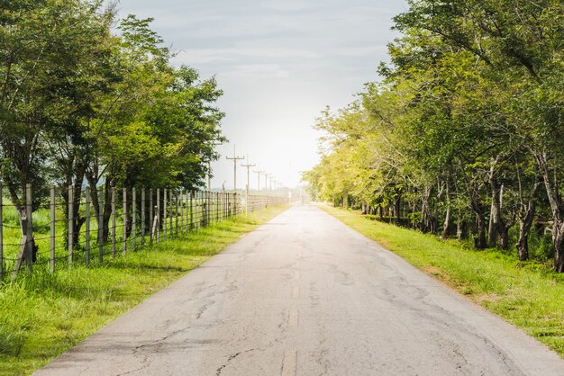 Belle vue sur une route de campagne bordée d&#39;arbres