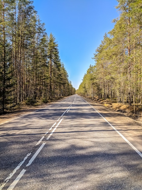 Belle vue sur la route forestière en journée ensoleillée.