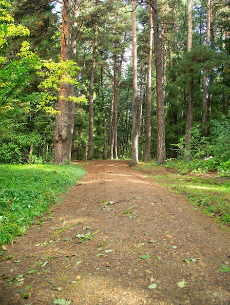 Belle vue sur le sentier forestier vert