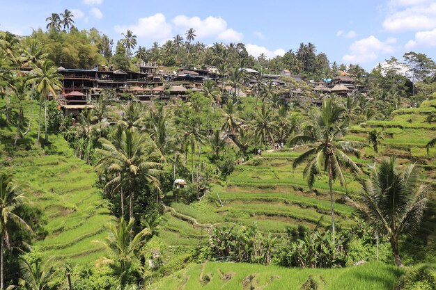 Une belle vue sur Tegalalang situé à Ubud Bali Indonésie