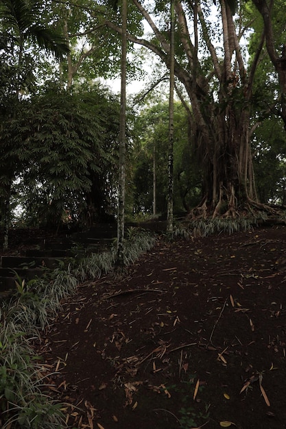 Une belle vue sur le temple Taman Ayun situé à Bali Indonésie