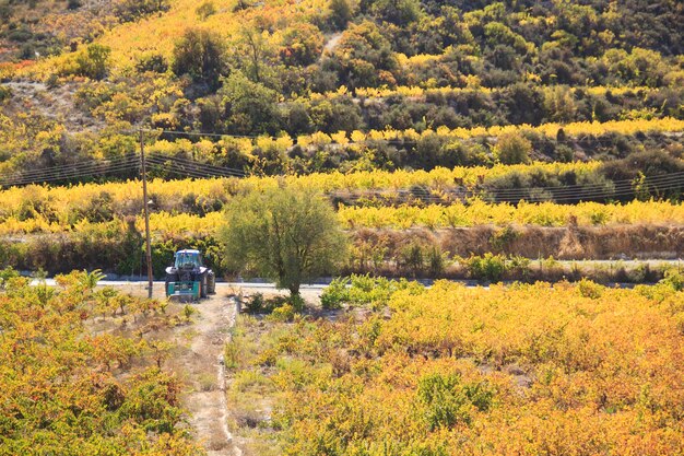 Belle vue sur les terrasses de raisin de Chypre