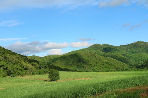 Belle vue sur les terres agricoles avec la canne à sucre dans les champs de canne avec mountai Nature et agriculture