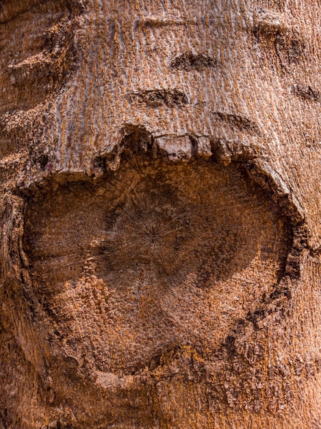 Belle vue sur la texture de l'écorce des arbres gros plan