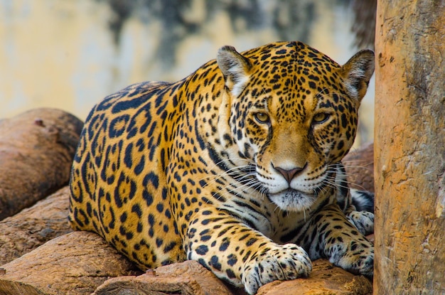 Une belle vue de tigre dans le zoo de Brasilia Brésil