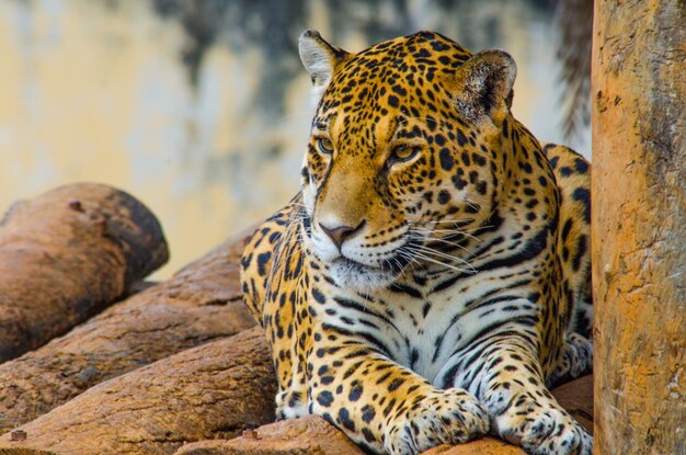Une belle vue de tigre dans le zoo de Brasilia Brésil