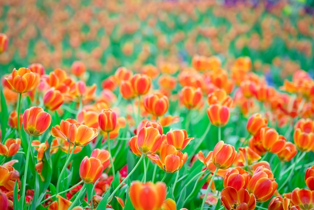 Belle vue sur les tulipes orange. Pré de fleurs de tulipes. Jardin de tulipes. Groupe de tulipes colorées.