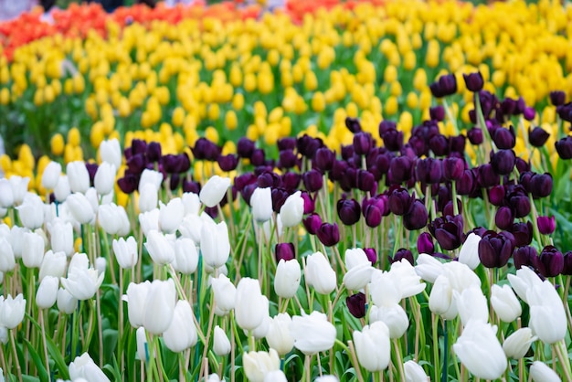 Belle vue sur les tulipes. Prairie de fleurs de tulipes. Jardin des tulipes. Groupe de tulipes colorées.