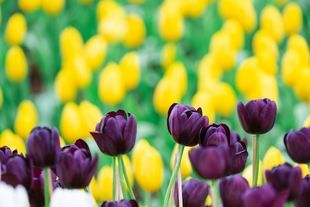 Belle vue de tulipes violettes. Prairie de fleurs de tulipes. Jardin des tulipes. Groupe de tulipes colorées.