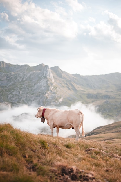 Photo belle vue d'une vache dans les montagnes