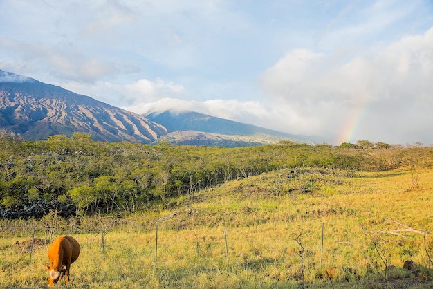 Belle vue sur la vallée devant le puissant volcan avec un arc-en-ciel et une vache au premier plan