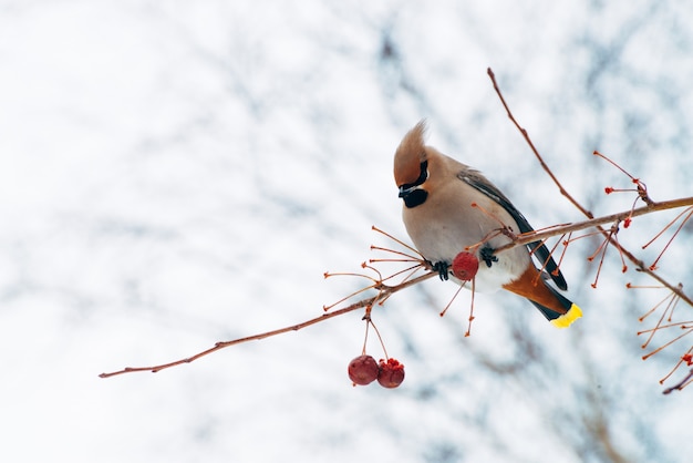 Belle waxwing assis sur une branche