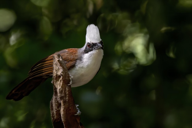 Belle Whitecrested laughingthrush perché sur le tronc Thaïlande