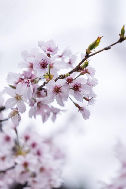 La belle Yoshino Tokyo Sakura Cherry Blossom au printemps fleurit la zone de loisirs de la forêt nationale d'Alishan à Taiwan