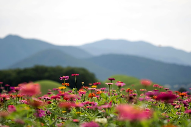 La belle Zinnia dans le champ