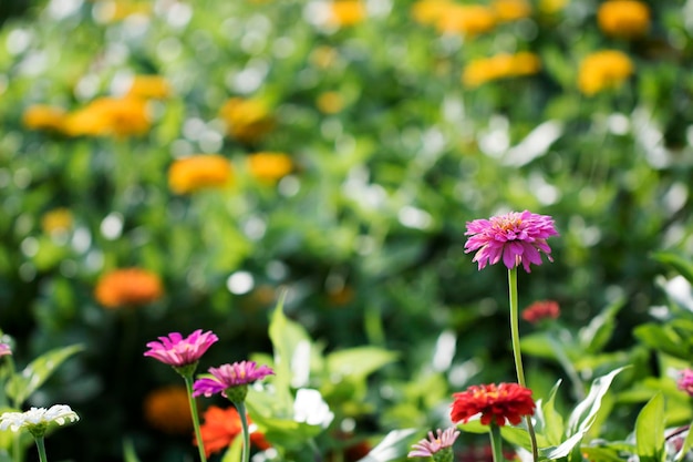 La belle Zinnia dans le champ