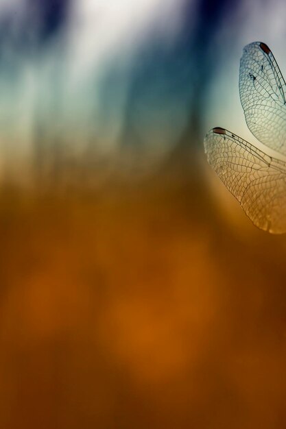 Photo belles ailes fines à motifs d'une grande libellule volant le soir