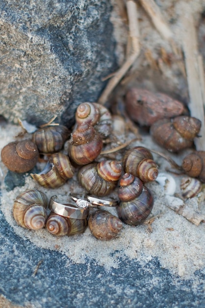 Belles alliances sur le thème mariage coquillages et mer de sable