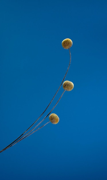 Belles boules de Craspedia sèches ou pilons ou tête laineuse sur fond bleu